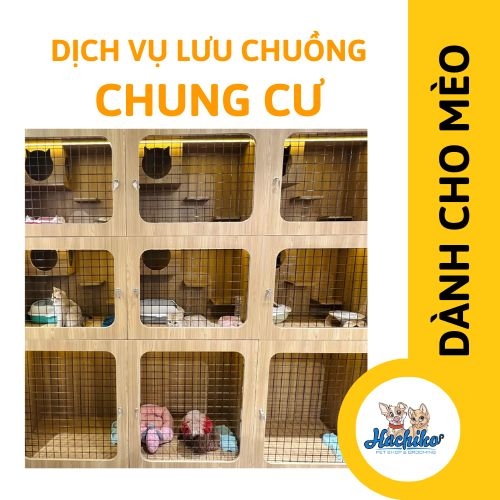 Dịch vụ lưu chuồng dành cho Mèo chung cư