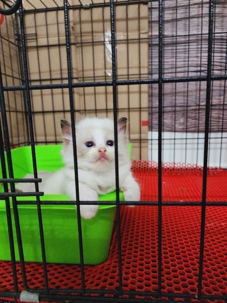 Mèo RAGDOLL CÁI - Thú cưng tìm chủ