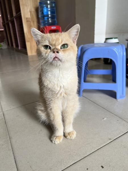 Mèo anh lông ngắn giống đực - Xíu mại