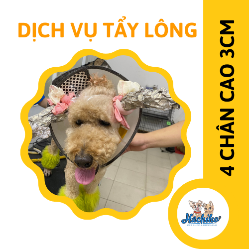 Dịch vụ tẩy lông 4 chân cao 3cm cho Chó