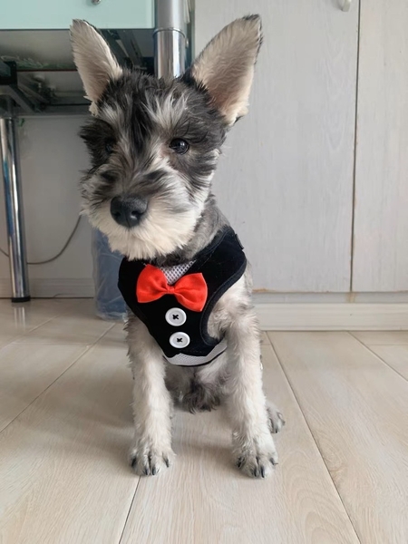 Spet Đai ngực kèm dây dắt đính cúc và nơ - S