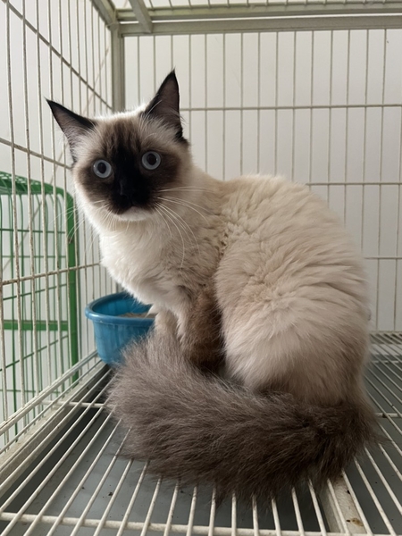 Mèo Hymalaya cái 4chân mang vớ - Thú cưng tìm chủ
