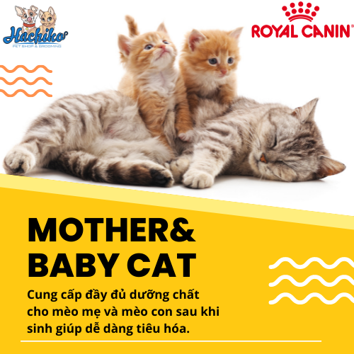 Royal Canin Mother & Baby Cat cho mèo mẹ & mèo con con từ 1 đến 4 tháng