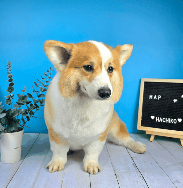 Dịch vụ VIP spa, grooming, tắm, vệ sinh, cắt tỉa, cạo lông cho chó