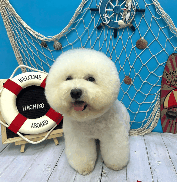 Dịch vụ VIP spa, grooming, tắm, vệ sinh, cắt tỉa, cạo lông cho chó