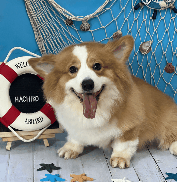 Dịch vụ spa, grooming, tắm, vệ sinh, cắt tỉa, cạo lông cho chó