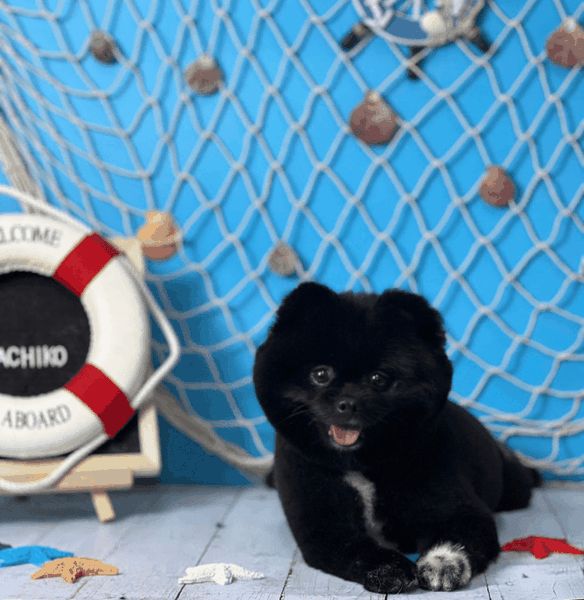 Dịch vụ VIP spa, grooming, tắm, vệ sinh, cắt tỉa, cạo lông cho chó