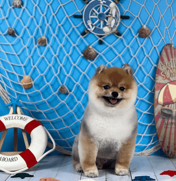 Dịch vụ spa, grooming, tắm, vệ sinh, cắt tỉa, cạo lông cho chó