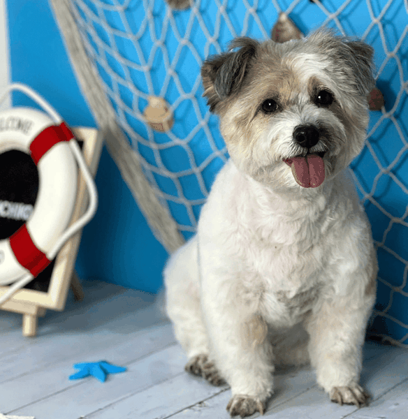 Dịch vụ spa, grooming, tắm, vệ sinh, cắt tỉa, cạo lông cho chó