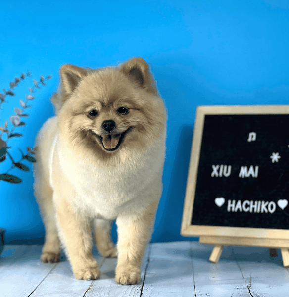 Dịch vụ VIP spa, grooming, tắm, vệ sinh, cắt tỉa, cạo lông cho chó