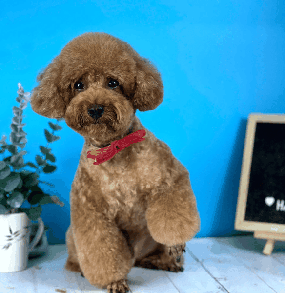 Dịch vụ VIP spa, grooming, tắm, vệ sinh, cắt tỉa, cạo lông cho chó