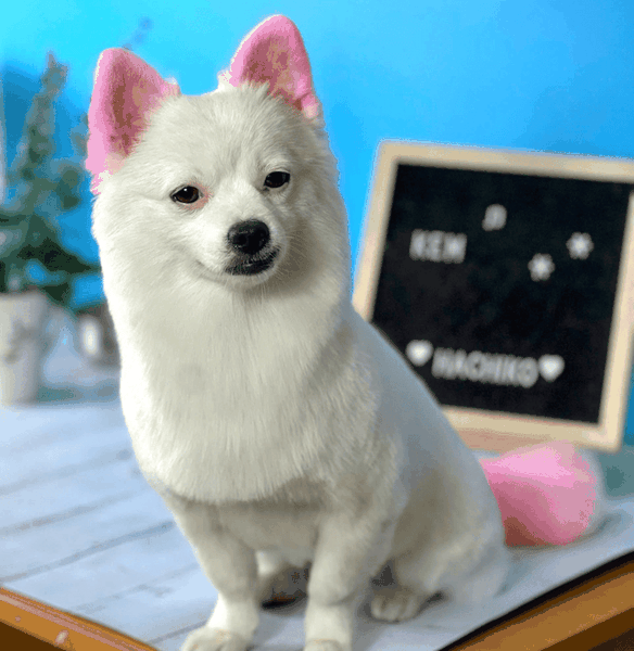 Dịch vụ VIP spa, grooming, tắm, vệ sinh, cắt tỉa, cạo lông cho chó