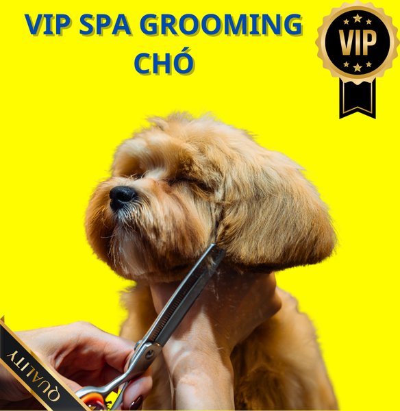 Dịch vụ VIP spa, grooming, tắm, vệ sinh, cắt tỉa, cạo lông cho chó