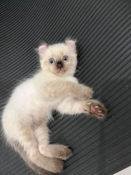 Mèo American Curl - Mèo Mỹ tai xoắn giống đực ngày sinh 19/6/2023