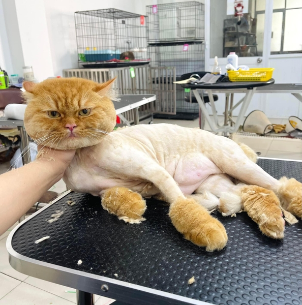 Dịch vụ VIP spa, grooming, tắm, vệ sinh, cắt tỉa, cạo lông cho Mèo