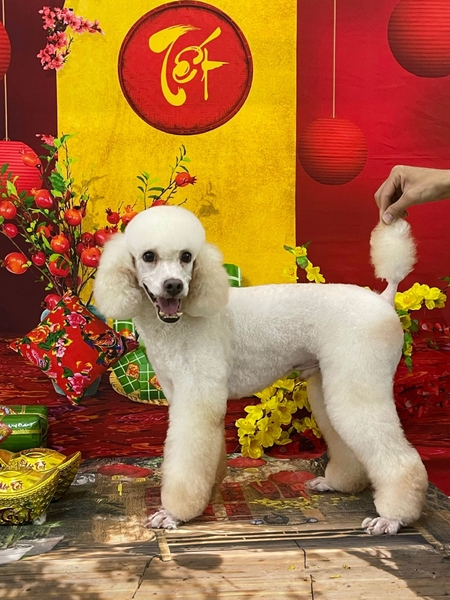 Dịch vụ VIP spa, grooming, tắm, vệ sinh, cắt tỉa, cạo lông cho chó