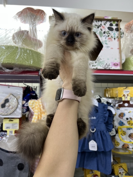 Mèo hyma đực sn 1/5/2023
