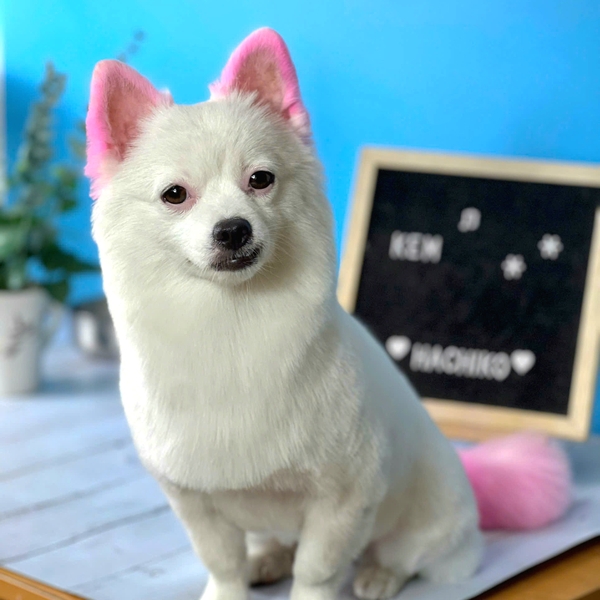 Dịch vụ nhuộm lông, tẩy lông cho chó mèo