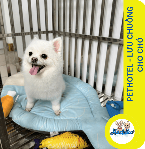 Pet Hotel - Dịch vụ lưu chuồng cho Chó