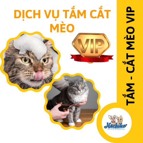 Dịch vụ VIP spa, grooming, tắm, vệ sinh, cắt tỉa, cạo lông cho Mèo