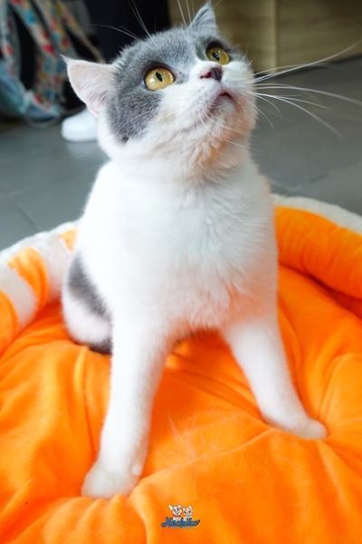 Mèo Anh Lông Ngắn Bicolor ( Bé Gái )
