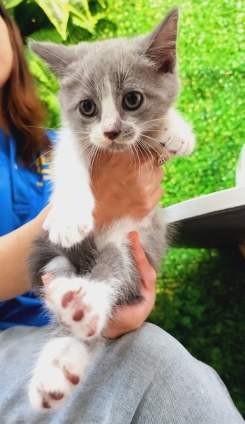 Mèo anh lông ngắn Bicolor giống Đực sinh ngày 8/8/2022