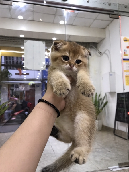 Mèo ALN Golden Đực Tai Cụp (ngày sinh 11/6/2023)