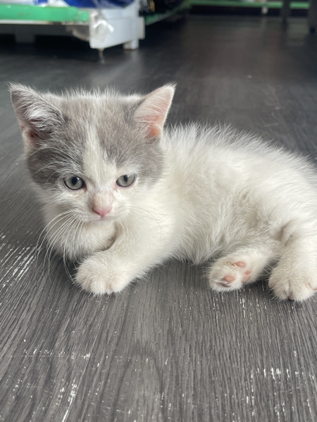Mèo anh lông ngắn Munchkin Bicolor giống đực chân lùn (ngày sinh 9/6/2023)