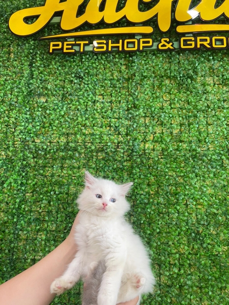 Mèo RAGDOLL đực (sinh ngày 22/10/2023) - Thú cưng tìm chủ