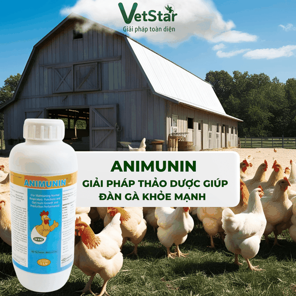 ANIMUNIN – GIẢI PHÁP THẢO DƯỢC GIÚP ĐÀN GÀ KHỎE MẠNH | Công ty TNHH Vetstar