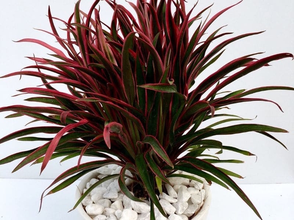 Cây Ánh Dương Và Ý Nghĩa Phong Thủy Trong Ngôi Nhà Của Bạn