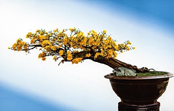 Khám Phá Các Thế Cây Mai Vàng Đẹp Và Ý Nghĩa Của Chúng