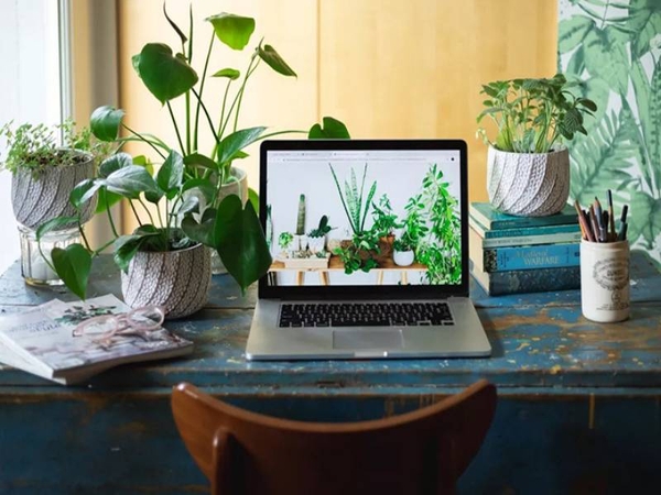 Hướng Dẫn Chọn Cây Để Bàn Làm Việc Theo Phong Thủy 2024