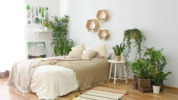 Cây Để Trong Phòng Ngủ: Bí Quyết Cho Một Giấc Ngủ Ngon