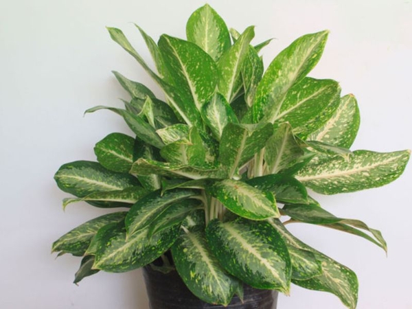 Cây Huy Hoàng – Giống Cây Phong Thuỷ Để Bàn Đẹp, Ý Nghĩa