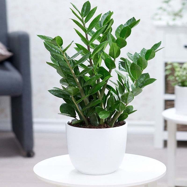 Cây Kim Tiền Hợp Mệnh Gì? Nên Đặt Vị Trí Nào Tốt Nhất