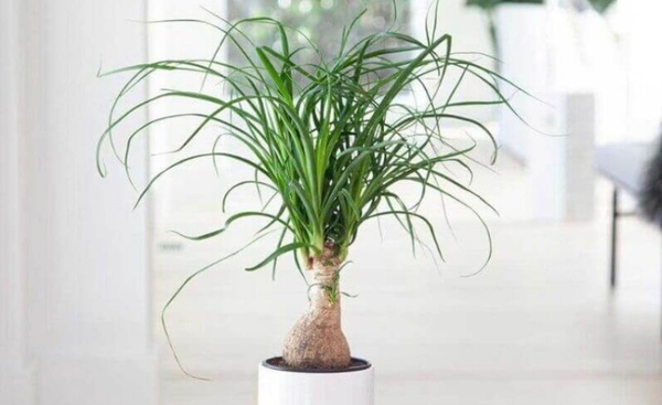 Cây Lan Bình Rượu: Công Dụng, Ý Nghĩa Và Cách Chăm Sóc