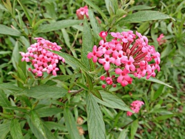 Cây Liễu Hồng Và Những Ý Nghĩa Phong Thủy Bạn Cần Biết