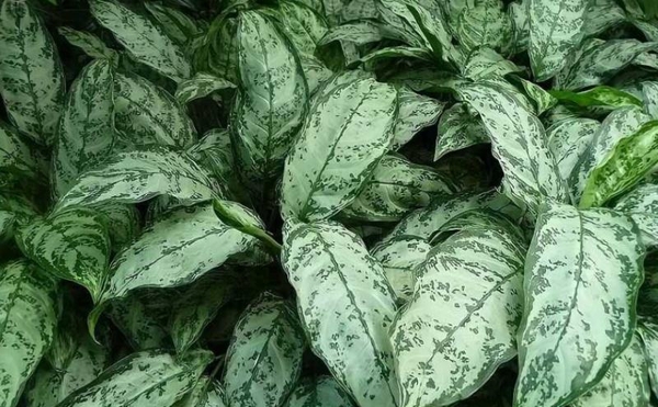 Cây Ngân Hậu: Khám Phá Công Dụng, Ý Nghĩa, Cách Trồng