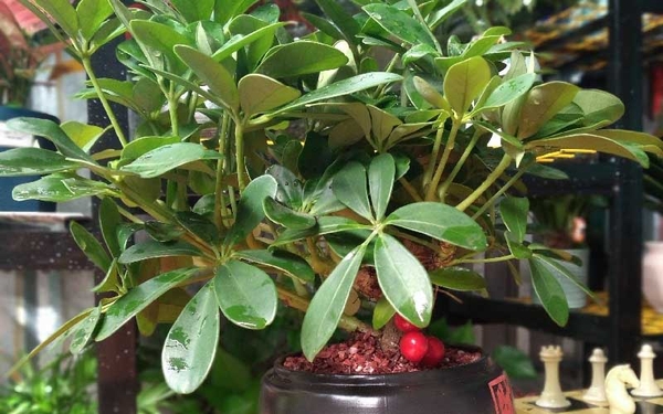 Cây Ngũ Gia Bì Hợp Mệnh Gì? Đặc Điểm, Tác Dụng Phong Thuỷ 