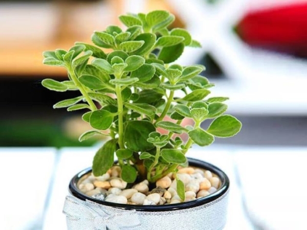 Ý Nghĩa Và Bí Quyết Trồng Cây Sen Thơm Tươi Tốt Tại Nhà