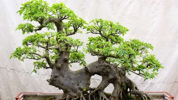 Cây Sung Bonsai: Loài Cây Mang Lại Sung Túc, Tài Lộc