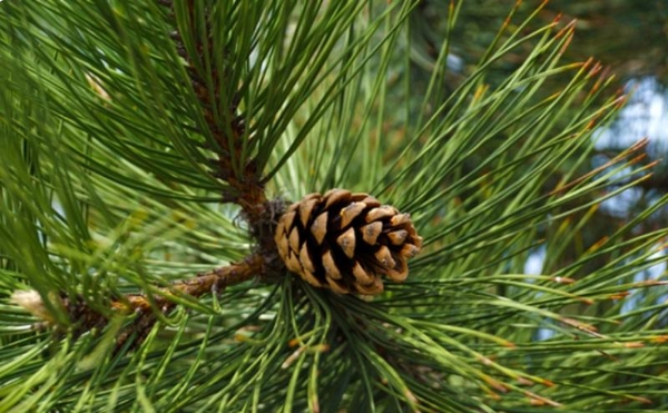 Cây Thông Lá Kim: Công Dụng, Ý Nghĩa Và Cách Chăm Sóc