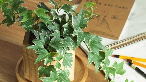 Cây Thường Xuân Hợp Mệnh Gì? Tìm Hiểu Ý Nghĩa Và Cách Trồng