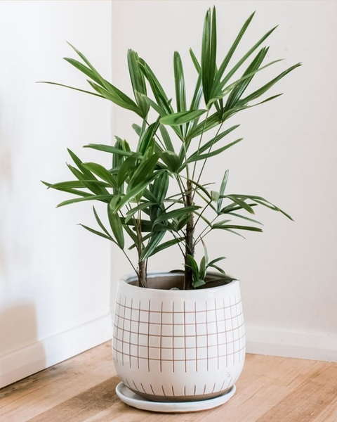 Cây Trúc Mây - Đặc Điểm Và Ý Nghĩa Trong Phong Thủy