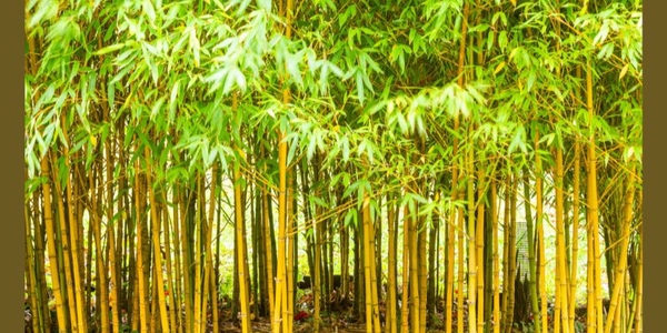 Cây Trúc Vàng - Biểu Tượng Của Sự Trường Thọ - Phát Lộc