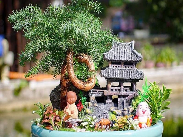 Cây Tùng Xương Cá - Công Dụng Và Ý Nghĩa Trong Phong Thủy