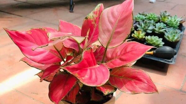 Ý Nghĩa Phong Thủy Của Cây Vạn Lộc Trong Ngôi Nhà Của Bạn