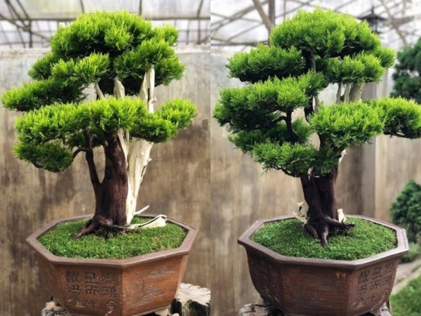 Cây Trắc Bách Diệp: Lựa Chọn Hàng Đầu Cho Không Gian Sống