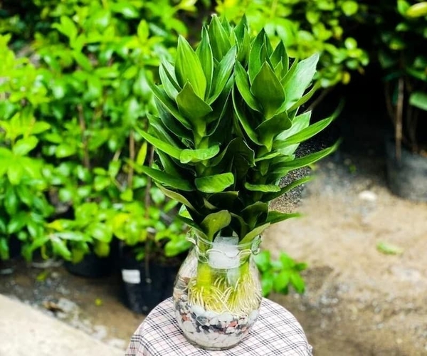 Cây Phát Tài Búp Sen: Ý Nghĩa Và Cách Chăm Sóc Chuẩn